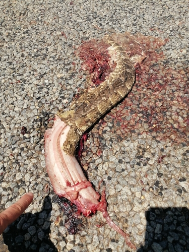 Puff Adder