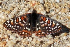 Euphydryas editha quino