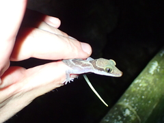 Cyrtodactylus jellesmae
