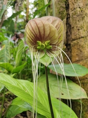 Tacca subflabellata