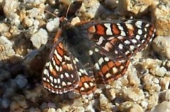Euphydryas editha quino