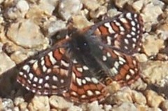 Euphydryas editha quino
