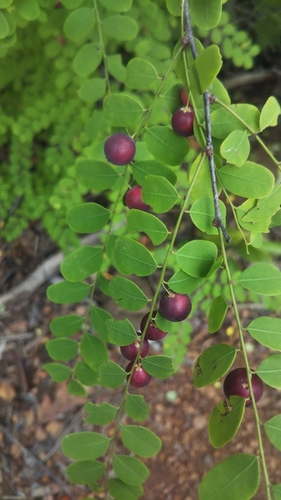 Phyllanthus casticum observed 2022-03-10
