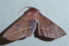 Oenochroma barcodificata