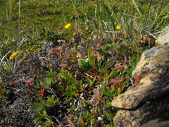 Pseudocistus