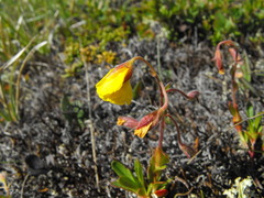 Pseudocistus