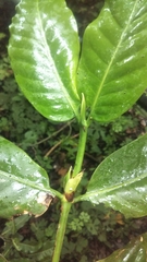 Image of Pyrostria ixorifolia