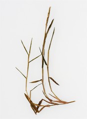 Pseudoraphis paradoxa