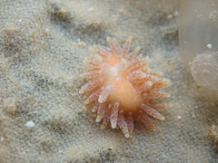 Caldukia affinis