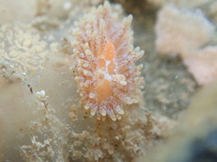 Caldukia affinis