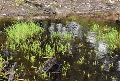 Pseudoraphis paradoxa