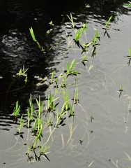 Pseudoraphis paradoxa