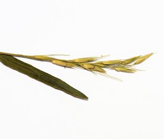 Pseudoraphis paradoxa