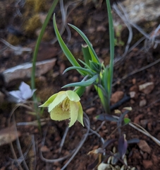 Calochortus amabilis × tolmiei