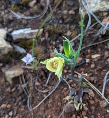 Calochortus amabilis × tolmiei