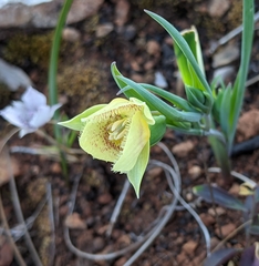 Calochortus amabilis × tolmiei