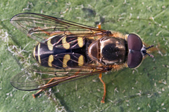 Eupeodes