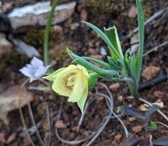 Calochortus amabilis × tolmiei