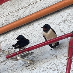 Hirundo rustica