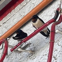 Hirundo rustica
