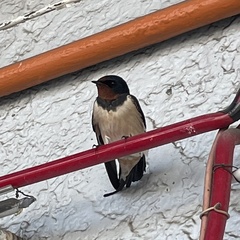 Hirundo rustica