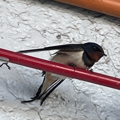 Hirundo rustica
