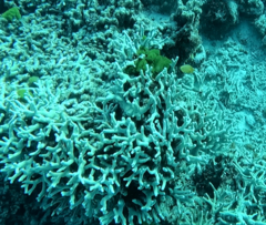 Porites cylindrica