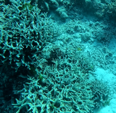 Porites cylindrica