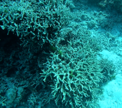 Porites cylindrica