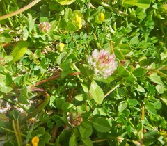 Trifolium argutum