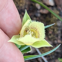 Calochortus amabilis × tolmiei