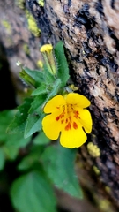 Erythranthe geniculata