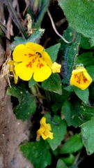 Erythranthe geniculata