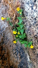 Erythranthe geniculata