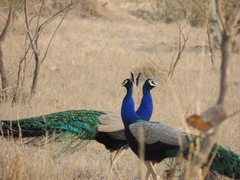 Pavo cristatus