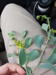 Codonocarpus cotinifolius