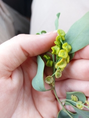 Codonocarpus cotinifolius