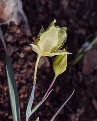 Calochortus amabilis × tolmiei