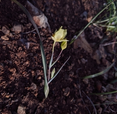 Calochortus amabilis × tolmiei