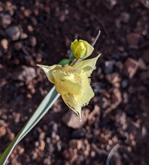 Calochortus amabilis × tolmiei