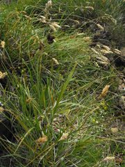 Carex atrata