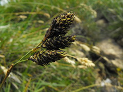 Carex atrata