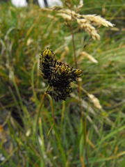 Carex atrata