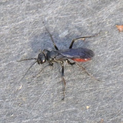 Priocnemis oregona