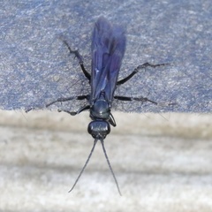 Priocnemis oregona
