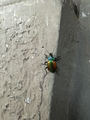 Calosoma sycophanta