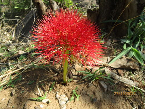 Scadoxus multiflorus image