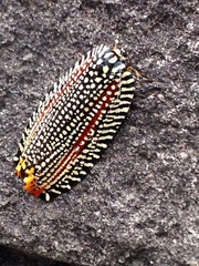 Cerace xanthocosma