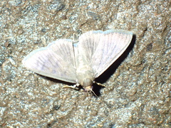 Lepidoptera