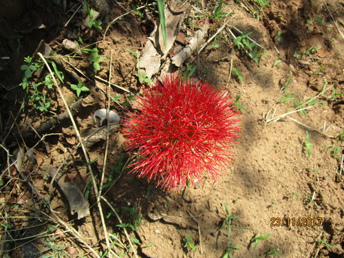 Scadoxus image